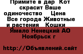 Примите в дар. Кот скрасит Ваше одиночество. › Цена ­ 0 - Все города Животные и растения » Кошки   . Ямало-Ненецкий АО,Ноябрьск г.